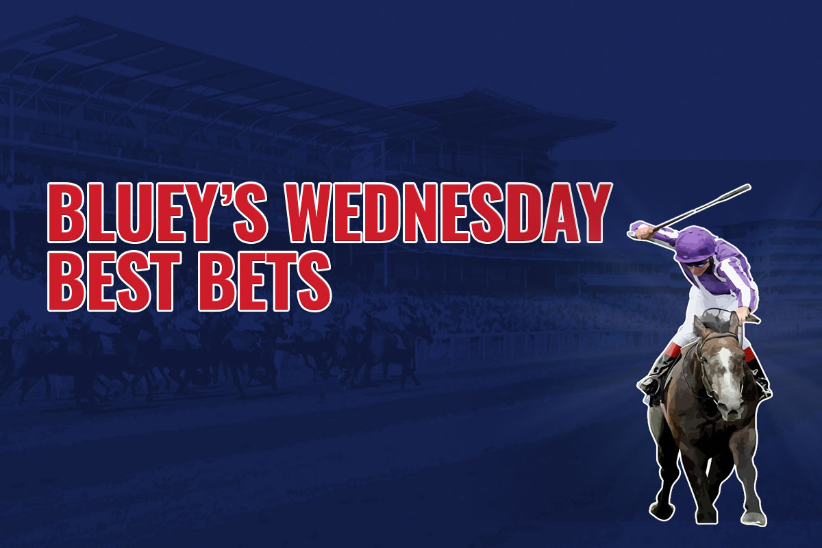 bluey1200x800 BLOG Wednesday