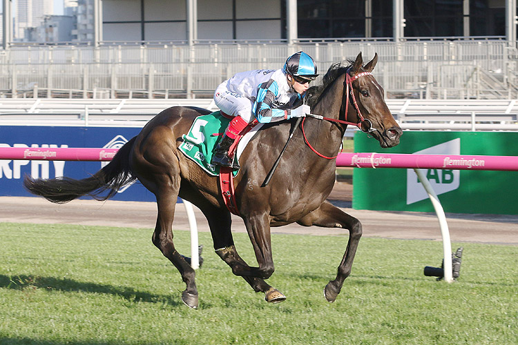 Horse amphitrite 124208